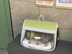 -半岛宠物医院24小时(白果林店)