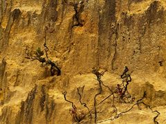 -彩色沙林风景区