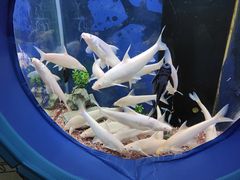 -沙沙哗啦海洋馆(华宇百花谷店)