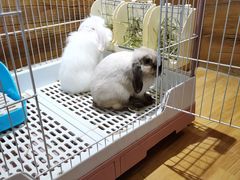 -猫猫幼稚园·撸猫·桌游·电玩