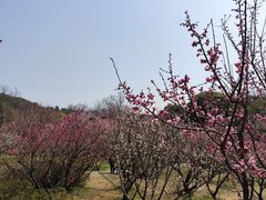 -无锡梅园公园