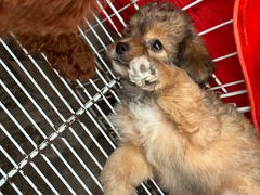 -桂林市花鸟市场