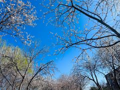 -桃花堤公园
