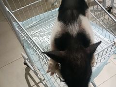 -怪兽屋·羊驼·猫咖·狗咖(俊华广场店)