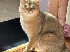 -宠福鑫康馨动物医院·骨科·眼科