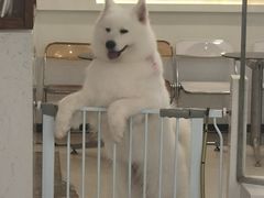 -共舞时光猫咖·狗咖(新街口店)