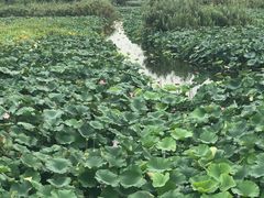 -荷塘月色湿地公园·向阳花洲