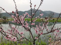 -径山花海