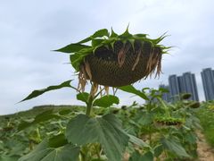 -光明小镇欢乐田园