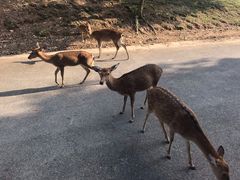 -清迈夜间动物园