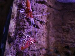 -悉尼海洋生物水族馆