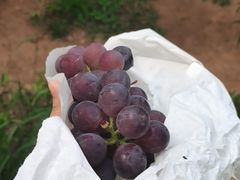 -桃源山庄·烤全羊·柴火鸡·烧烤团建(龙泉山店)