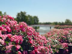 -上海辰山植物园