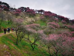 -新建村梅花