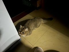 -瑞鹏宠物医院·宠保定点·心脏科·内科(御桥分院)