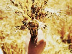 -贡湖湾湿地公园