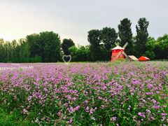 景点-北京东方普罗旺斯薰衣草庄园