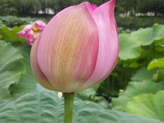 -陈家山荷花公园
