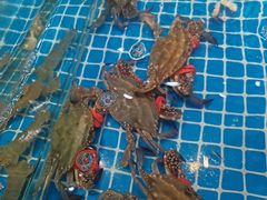 -和源祥·日照菜扛把子(万平口一店)