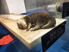-大连圣亚海洋世界