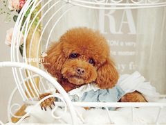 -超宠爱宠物摄影-Super pet
