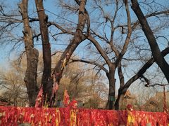 -大槐树寻根祭祖园