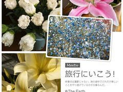 -荷兰花海