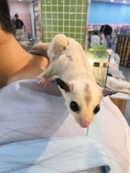 -Moni星球萌宠·小马宝莉·灵蛇·高端高阶全萌宠互动体验俱乐部(红豆国际广场店)