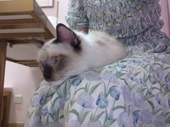 -Sweet cat·星愿猫咖(国贸大厦店)