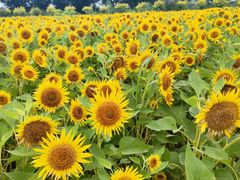 -西青郊野公园