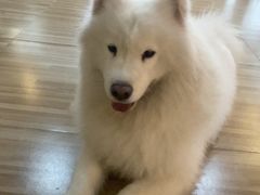 -喵小馆·猫咖狗咖猪咖·饮品店