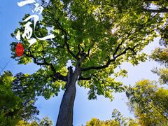 -云栖竹径