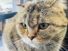-猫小院猫主题餐厅(南锣旗舰店)