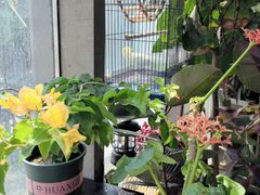 -百好乐宠物友好餐厅(朝外大街店)