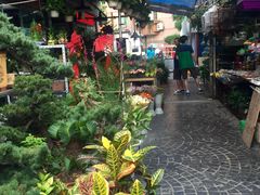 -曲阳花鸟市场(曲阳路店)