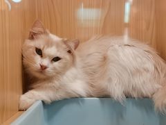 -屋虎猫馆(宝安大仟里店)