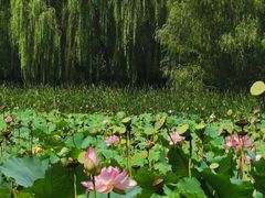 -东升八家郊野公园