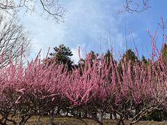 -元大都城垣遗址公园