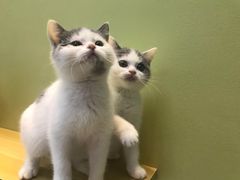 -东方名猫馆·英短金渐层布偶猫舍(环线广场1号楼店)