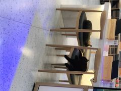 -喵园·猫主题咖啡厅·撸猫·猫咖(国贸店)