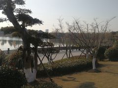 -九科绿洲