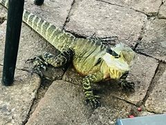 -可伦宾野生动物保护区