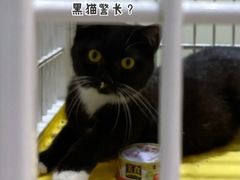 -藏猫猫咖啡主题馆(中央大道店)