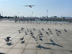 -东港音乐喷泉广场