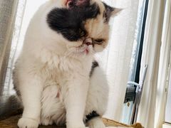 -猫小院猫主题餐厅(南锣旗舰店)