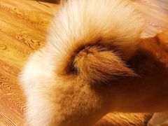 -柴务处·柴犬主题狗咖