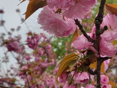-高东镇樱花园