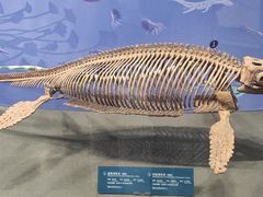 -国家自然博物馆