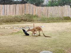 -泉州海丝野生动物世界