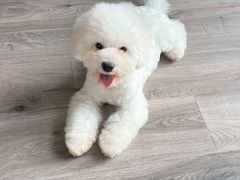 -米苏动物医院·犬猫专科·骨科外科内窥镜